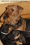 airedale37.jpg